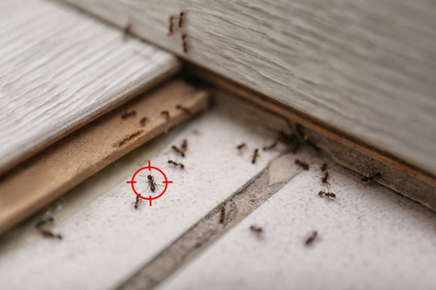 Best Pest Removal Services  in Trotwood, OH