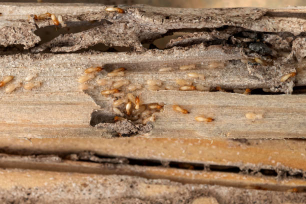 Best Wildlife Control Services  in Trotwood, OH